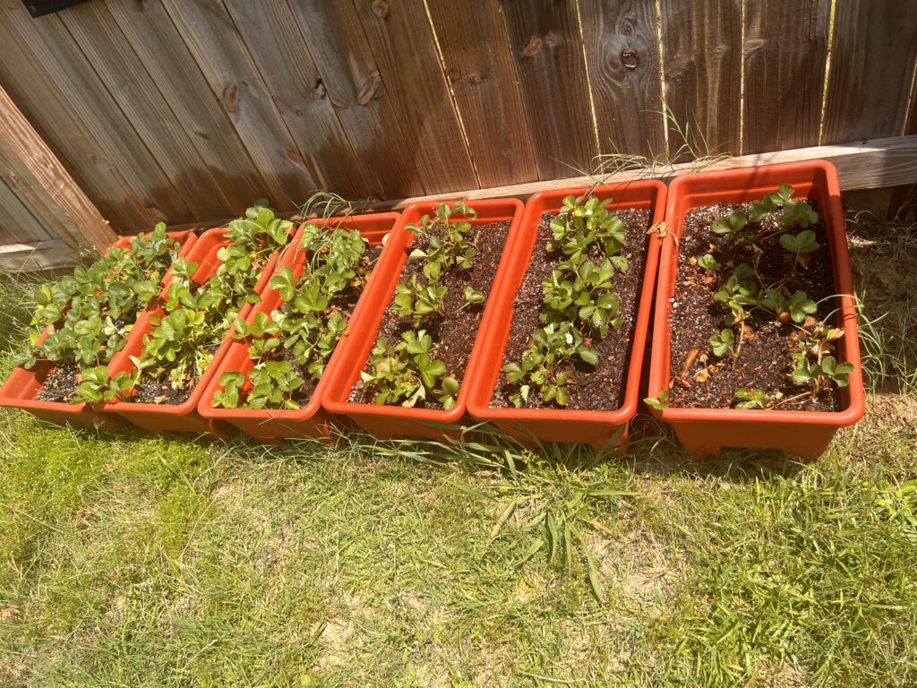 several terra-cotta colored planters in a row along a wooden fence with vegetables growing in them