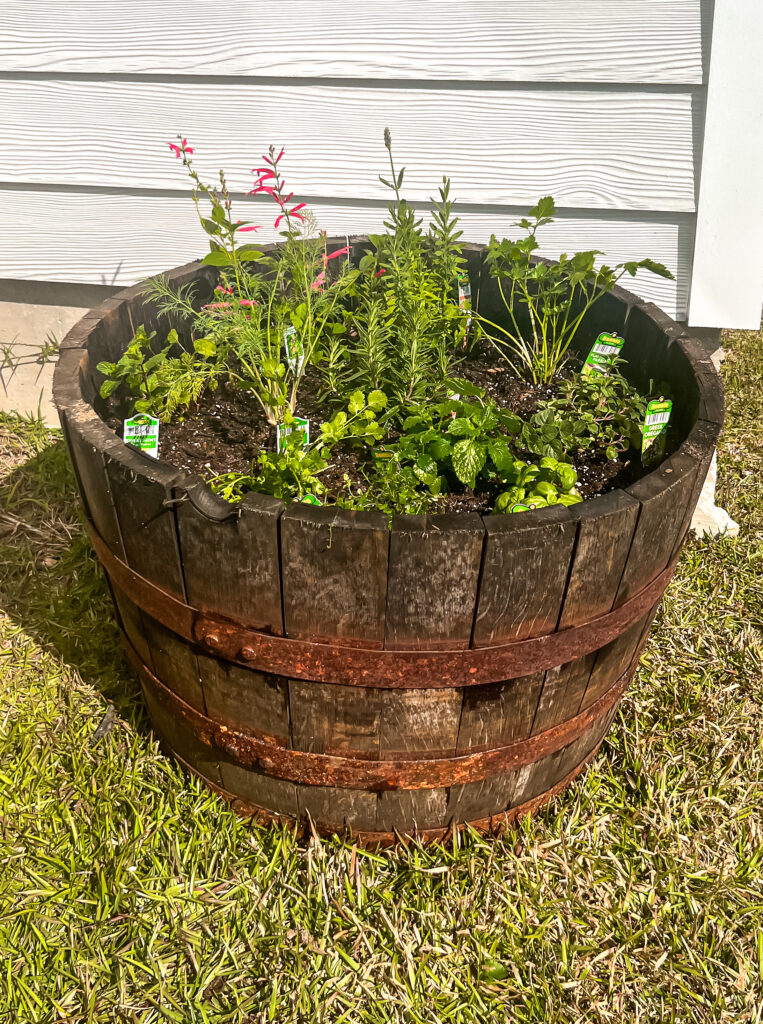 wooden whisky barrel full of different homegrown herbs