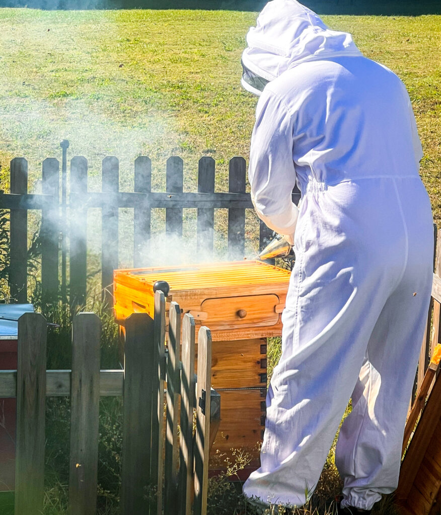 beekeeper smoking the bees in the suburbs 