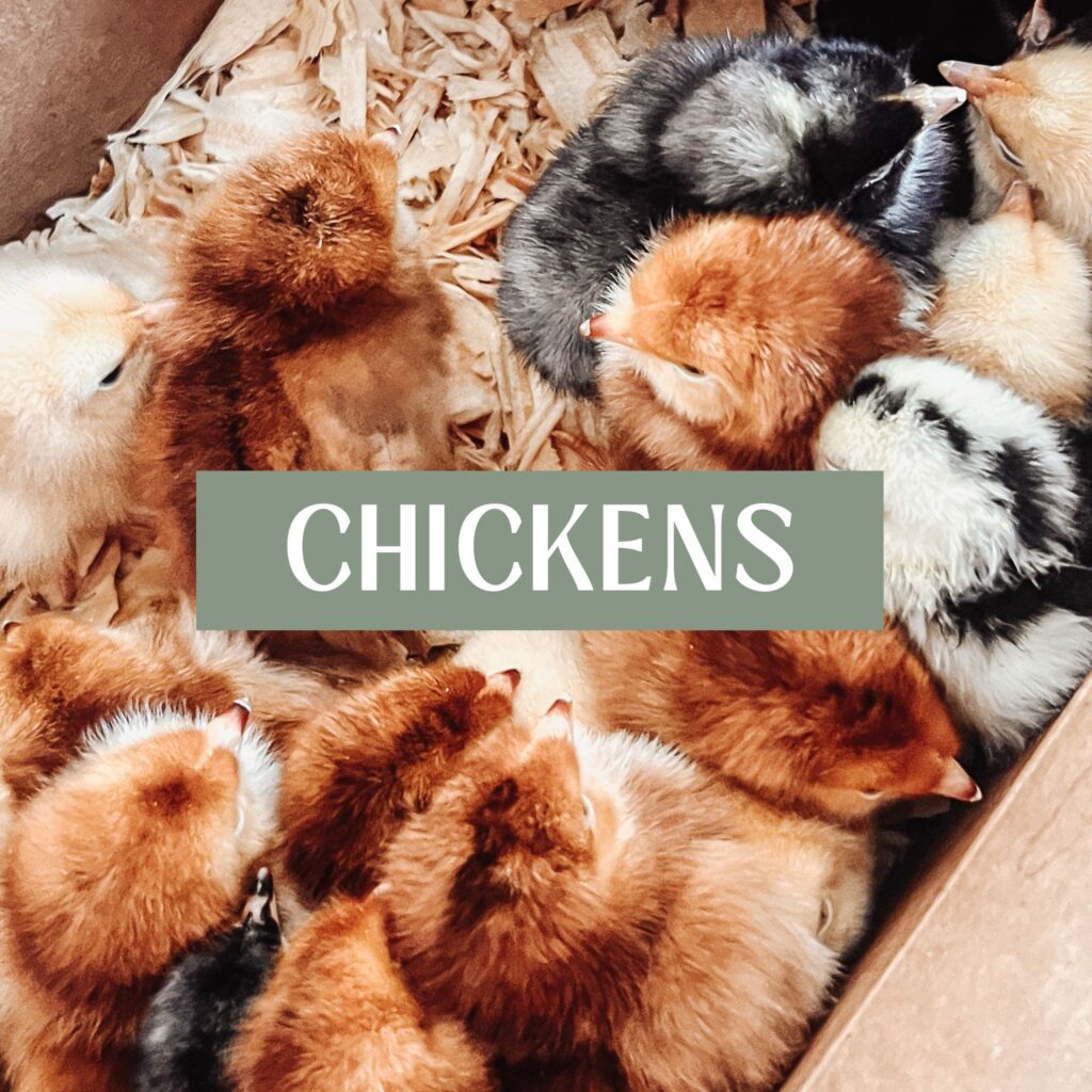 close up of baby chicks in a box with the banner chickens