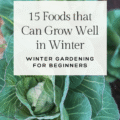 15 foods that can grow well in winter; winter gardening for beginners banner on top of a close up picture of green cabbage in a raised bed garden
