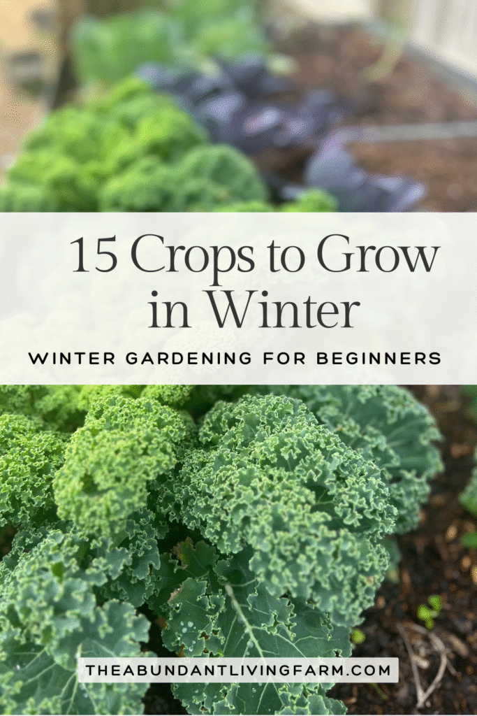 15 crops to grow in winter; winter gardening for beginners banner on top of a row of healthy green kale in a raised bed with beautiful purple cabbage behind it