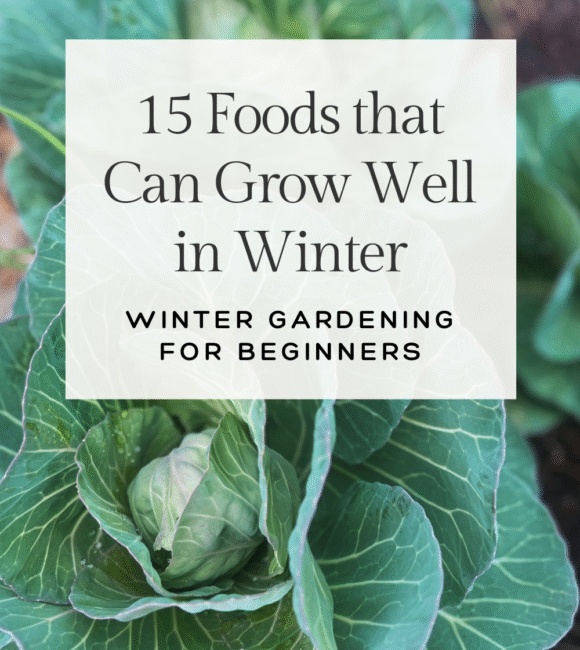 15 foods that can grow well in winter; winter gardening for beginners banner on top of a close up picture of green cabbage in a raised bed garden