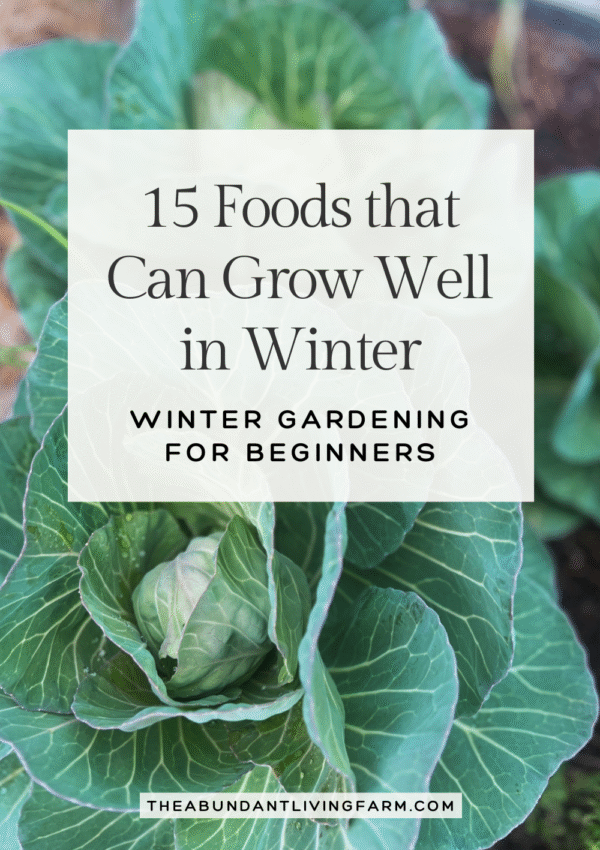 15 foods that can grow well in winter; winter gardening for beginners banner on top of a close up picture of green cabbage in a raised bed garden