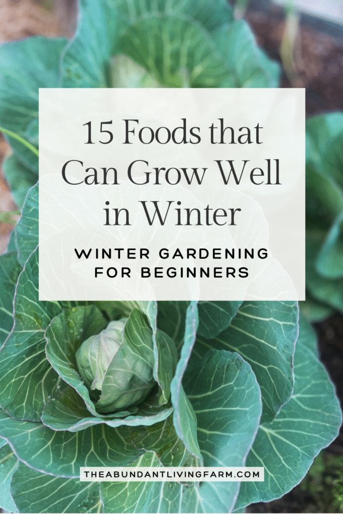 15 foods that can grow well in winter; winter gardening for beginners banner on top of a close up picture of green cabbage in a raised bed garden