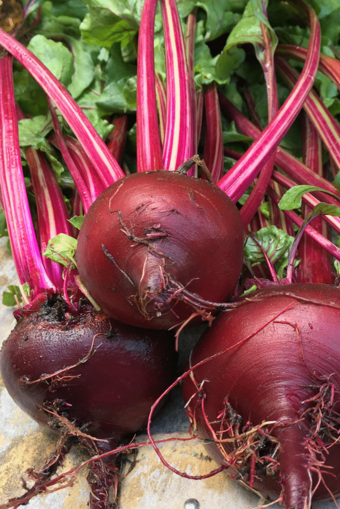 a bundle of red beets with vibrant pink stems and leafy greens