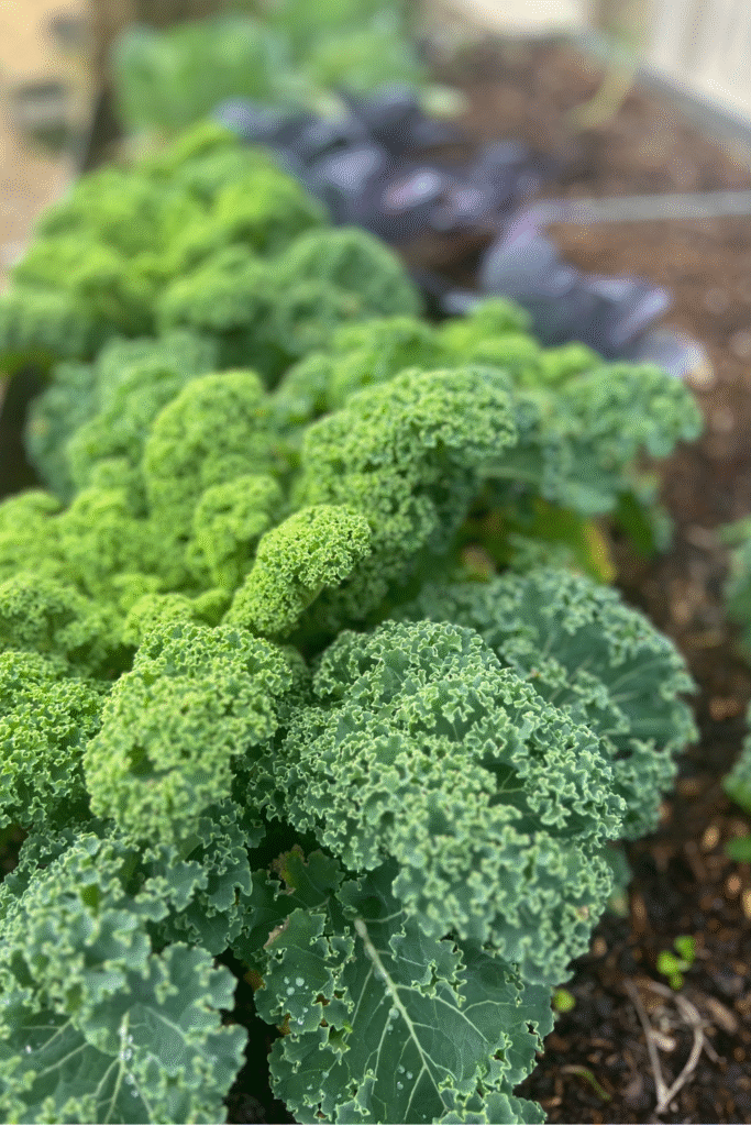 a row of beautiful green kale in a raised bed with purple cabbage the background