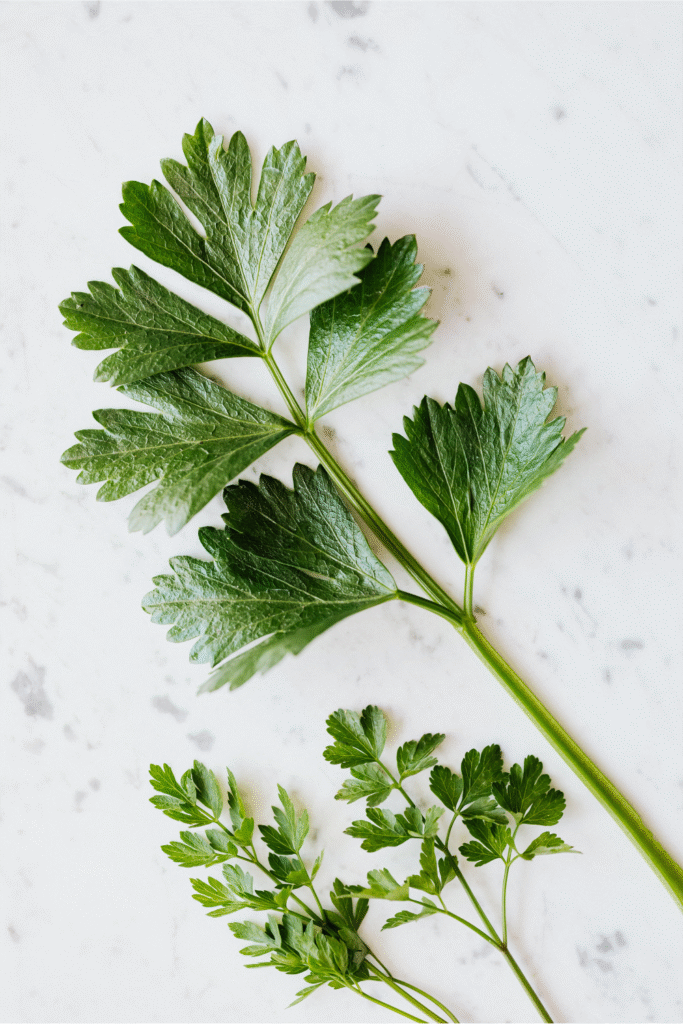 stems of parsley on a white granite countertop
