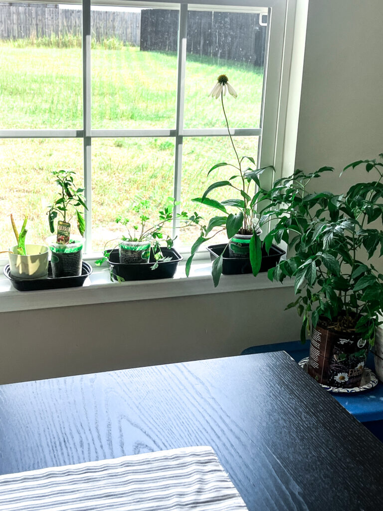 herbs like chamomile and mint growing in a sunny window by a black wooden dining table with a small elderberry plant also growing in the window