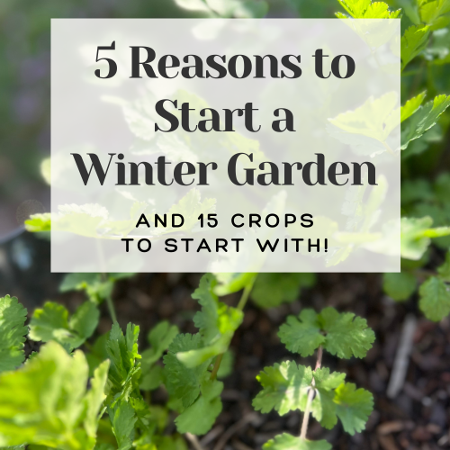 5 reasons to start a winter garden and 15 crops to start with banner on top of a picture of cilantro in a raised bed