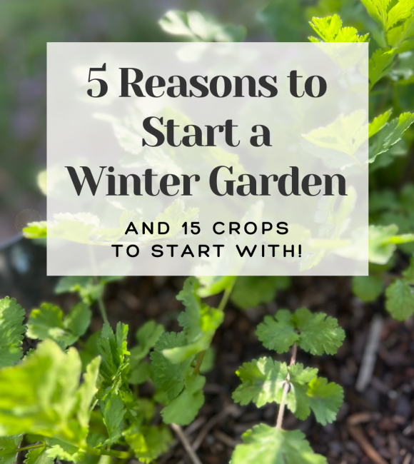 5 reasons to start a winter garden and 15 crops to start with banner on top of a picture of cilantro in a raised bed