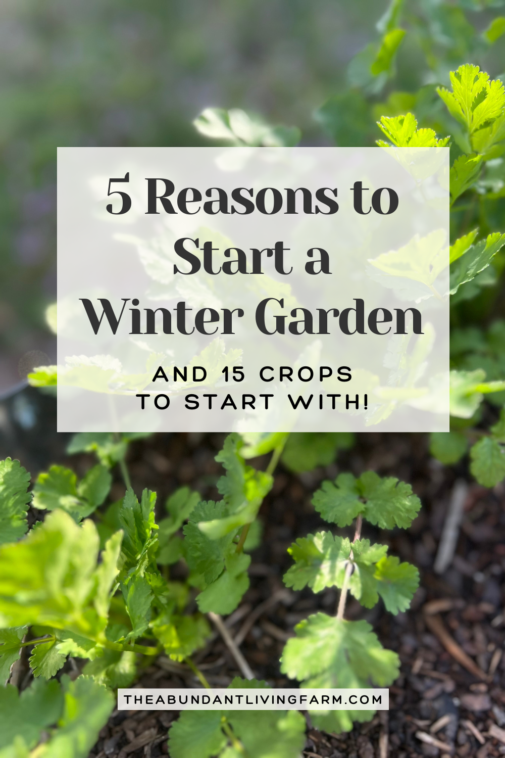 5 reasons to start a winter garden and 15 crops to start with banner on top of a picture of cilantro in a raised bed