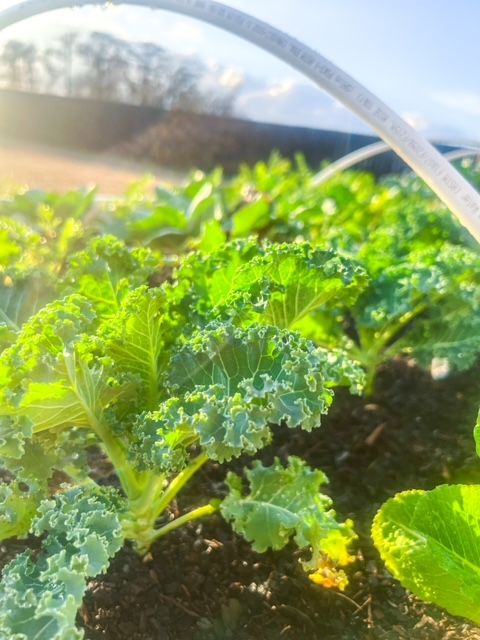kale in a winter garden raised bed with a hoop