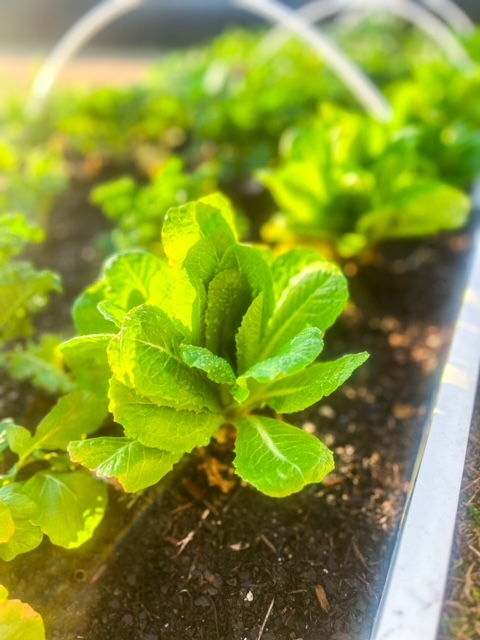 lettuce and greens in a winter garden in a raised bed with hoops