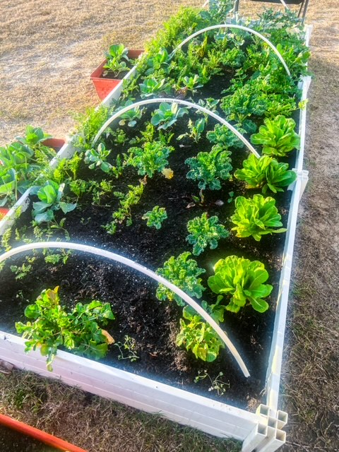 winter garden raised bed full of greens like lettuces, kale, broccoli, cilantro, sage, basil, Swiss chard, celery, and more